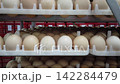 Quality Inspection of Fresh Chicken Eggs by Worker Wearing Protective Gloves 142284479