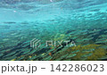 Large School of Small Silver Fish Underwater, Hon Kho, Quy Nhon Vietnam 142286023