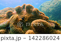 Underwater scene with Domino Damselfish Dascyllus trimaculatus and Clownfish in Sea Anemone Vietnam 142286024
