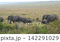 Majestic herd african elephants, including adorable calves, walking and grazing across vast, grassy plains of maasai mara national reserve in natural habitat. Safari in national park 142291029