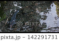 明神池源頭遊動的鯉魚 142291731