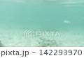 横型動画・淡いグリーンの水中を泳ぐ魚と珊瑚礁の海底 142293970