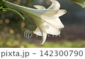 夏のテッポウユリ 142300790
