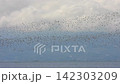 A spectacular sight: thousands of migratory birds fly in flocks across Japan's largest tidal flat. 142303209