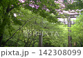 The greenery of the grounds of Kamado Shrine; leaves swaying in the wind. 142308099