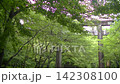 The greenery of the grounds of Kamado Shrine; leaves swaying in the wind. 142308100