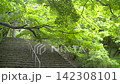 The greenery of the grounds of Kamado Shrine; leaves swaying in the wind. 142308101
