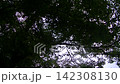 A backlit landscape of trees viewed from above, with swaying leaves. 142308130