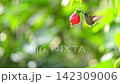 赤い花に飛んできて花の蜜を飲むミミグロハチドリ 142309006
