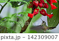 赤い花にしがみつくようにして花の蜜を飲むミミグロハチドリ 142309007