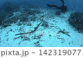 A sea snake swimming in the ocean off Iriomote Island A sea snake swimming in the ocean off Iriomote Island 142319077