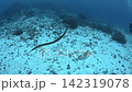 A sea snake swimming in the ocean off Iriomote Island A sea snake swimming in the ocean off Iriomote Island 142319078