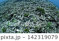 A sea snake swimming in the ocean off Iriomote Island A sea snake swimming in the ocean off Iriomote Island 142319079