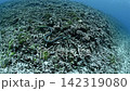 A sea snake swimming in the ocean off Iriomote Island A sea snake swimming in the ocean off Iriomote Island 142319080