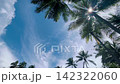 Looking up through coconut sunny 142322060