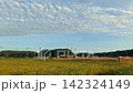 A rural Japanese autumn scene: rice fields after the harvest, with rice stalks bent over by the wind. 142324149