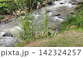 Waterfall in a stream with green natural forest 142324257