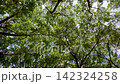 Looking up tree 142324258