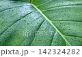 Green leaves in the rain 142324282