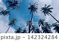 Looking up palm trees on a caribbean beach 142324284