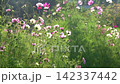 Pink Cosmos Flowers in Meadow garden Green Foliage Background 142337442