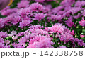 Pink chrysanthemum blooming in garden. Meaning friendship, affection, and gentle love. 142338758