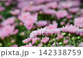 Pink chrysanthemum blooming in garden. Meaning friendship, affection, and gentle love. 142338759