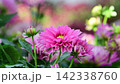 Pink chrysanthemum blooming in garden. Meaning friendship, affection, and gentle love. 142338760