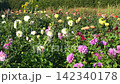 Colorful Dahlia Flowers Blooming in Garden Bed 142340178