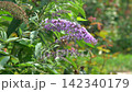 Buddleja davidii flower of a purple ornamental shrub 142340179