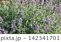 Catmint bush Flowers bloom in Garden. 142341701
