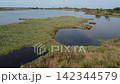 Aerial View of Lio Piccolo Marshlands in the Venice Lagoon 142344579