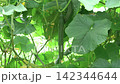 青々と畑で実る収穫時期のキュウリ（8月）家庭菜園　フィックス 142344644