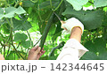 青々と畑で実るきゅうりをハサミを使って収穫する男性（8月）家庭菜園　きゅうり栽培　フィックス 142344645