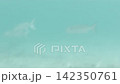 横型動画・ソフトフォーカスの魚たちが泳ぐティールブルーの海中風景 142350761