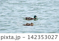 Two ducks swimming peacefully on gentle waves of a river in their natural aquatic habitat. 142353027