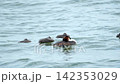 A great crested grebe sleeps with its chicks, bobbing on gentle waves in open water within its natural freshwater habitat. 142353029