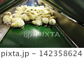 Newly Hatched Chicks on Conveyor Belt in Modern Poultry Hatchery Facility 142358624