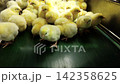 Newly Hatched Chicks on Conveyor Belt in Modern Poultry Hatchery Facility 142358625