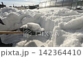 A Winter Scene Featuring Freshly Fallen Snow Accumulated on Surfaces Amidst a Bright Sunlit Sky and Glimmering Greenhouse Structures 142364410