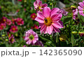 Vibrant Bloom: A Close-Up View of Pink Flowers Surrounded by Green Leaves in a Lush Garden Setting, Showcasing Nature's Splendor and Busy Pollinators 142365090
