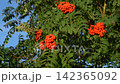 Vibrantly Colored Berries Cling to Lush Green Foliage Beneath a Clear Sky, Showcasing the Stunning Beauty of Nature in the Changing Seasons 142365092
