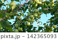 A Vibrant Display of Ripening Green Apples Hanging in Abundance on Lush Apple Tree Branches Against a Clear Blue Sky Background 142365093
