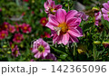 A Vibrant Display of Pink Flowers with a Butterfly, Showcasing Nature's Beauty in a Lush Garden Setting. 142365096