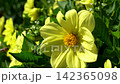 Captivating Yellow Dahlia Blooms Surrounded by Lush Green Foliage, Highlighting the Vibrant Beauty of Nature in a Summer Garden Scene 142365098