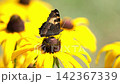 A small tortoiseshell butterfly feeding on a bright yellow flower in slow motion, with delicate wing movements and a soft green natural background. 142367339