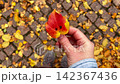 Hand holding a small colorful autumn leaf with smile pattern. Cobblestone covered yellow leaves on background. Cozy autumn atmosphere, fall mood, happiness, or mindfulness. Funny positive footage 142367436