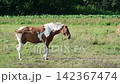 Beautiful pinto horse shaking its mane and tail in slow motion on a green summer pasture 142367474