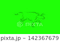 The Ox. Cartoon character. Cute hand drawn footage with bull. Running animal in outline style. Doodle nature concept. Monochrome clip-art. Animation with chroma key background 142367679