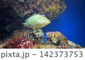 石斑魚的影像 142373753